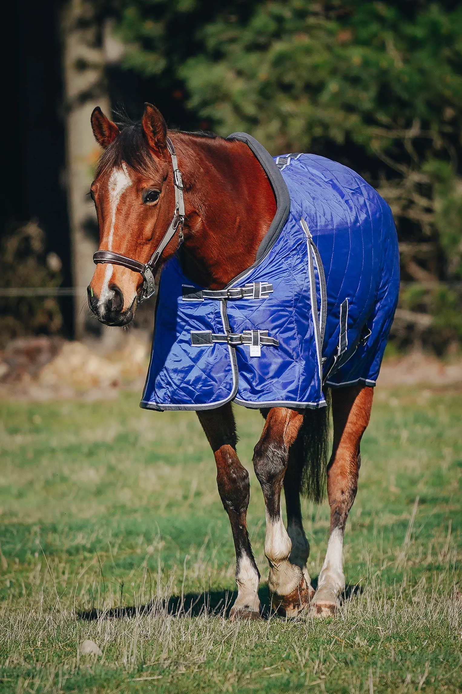 100g Royal Blue Quilted Doona (Pony)