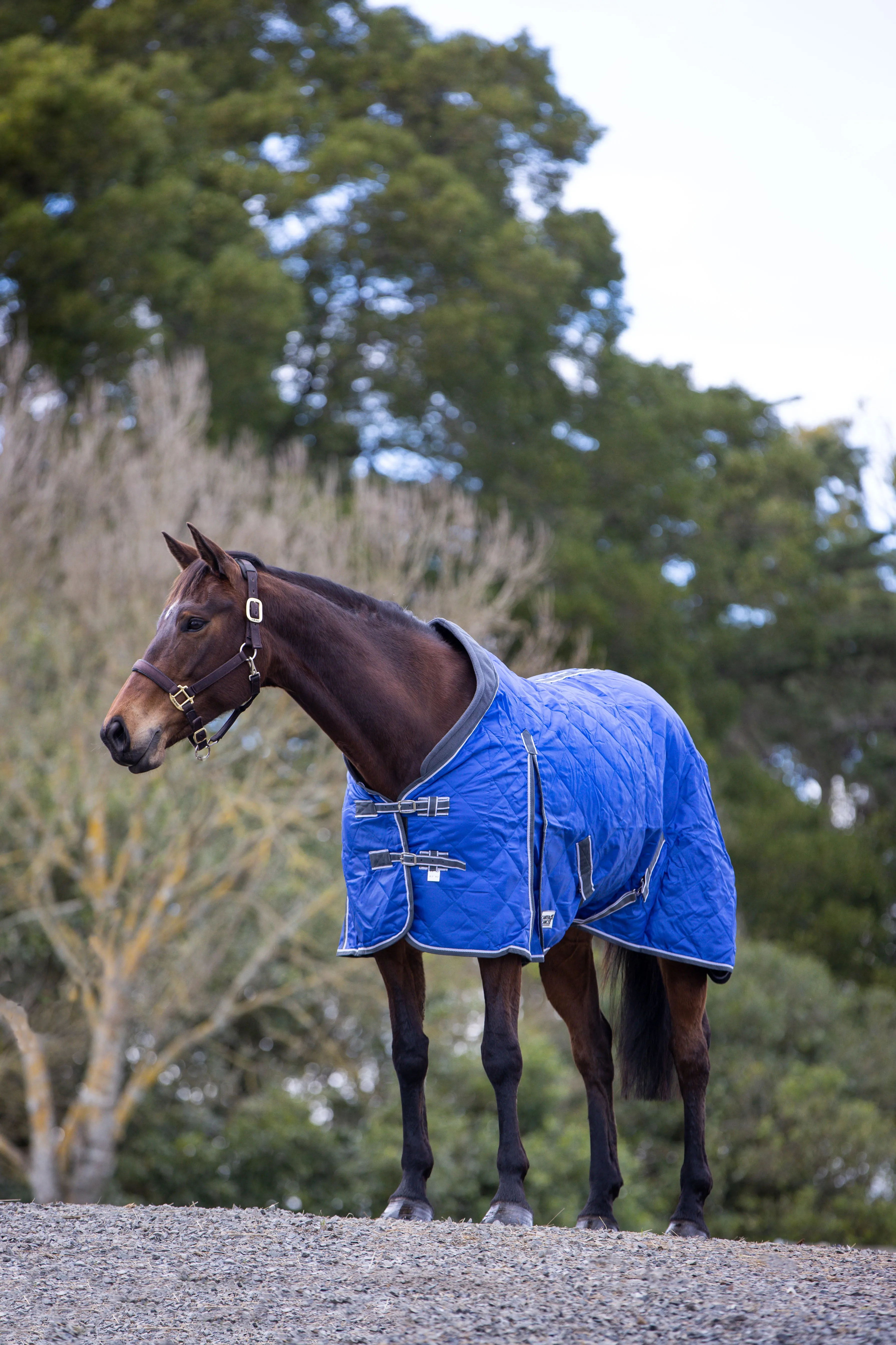 100g Royal Blue Quilted Doona (Pony)