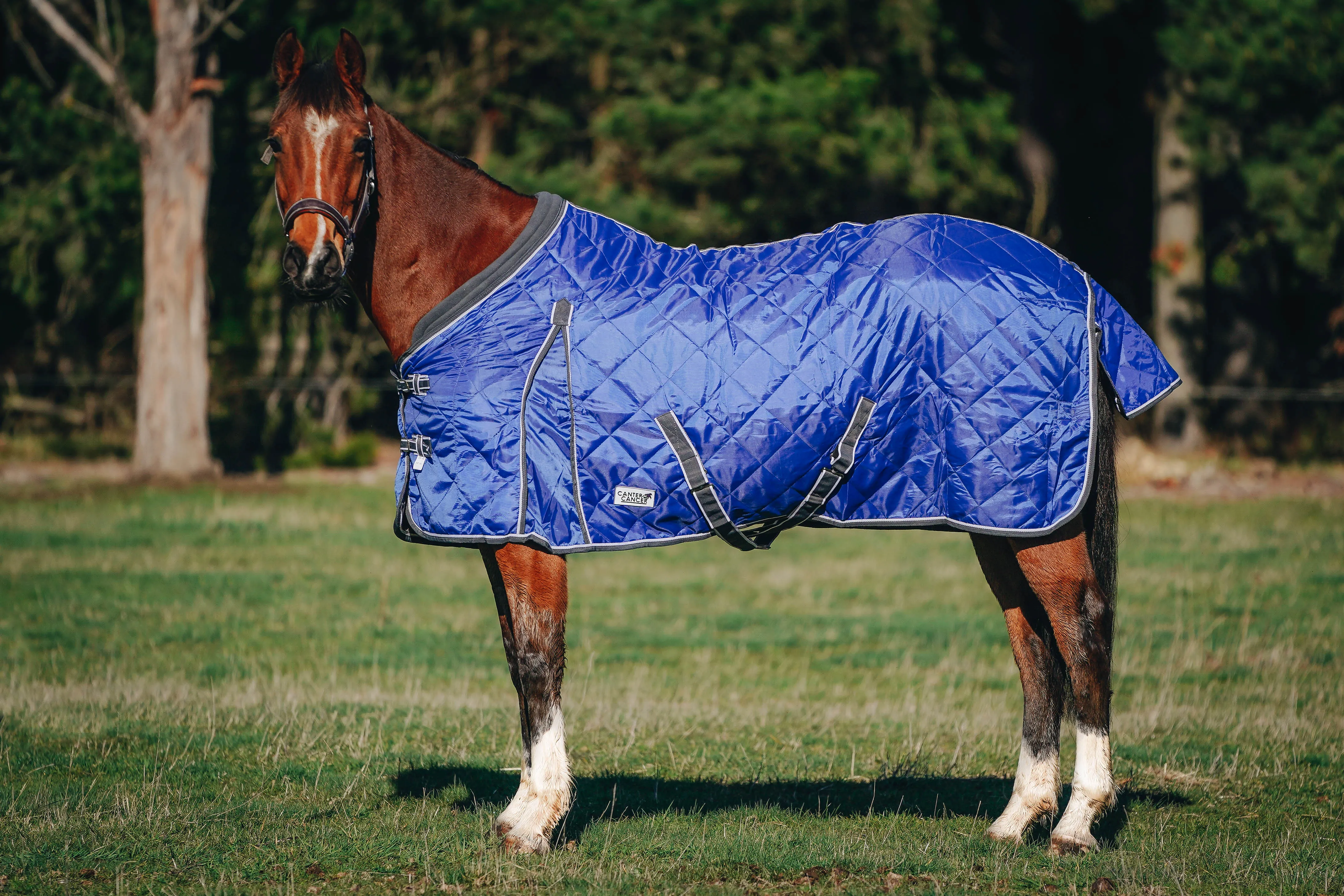 100g Royal Blue Quilted Doona (Pony)