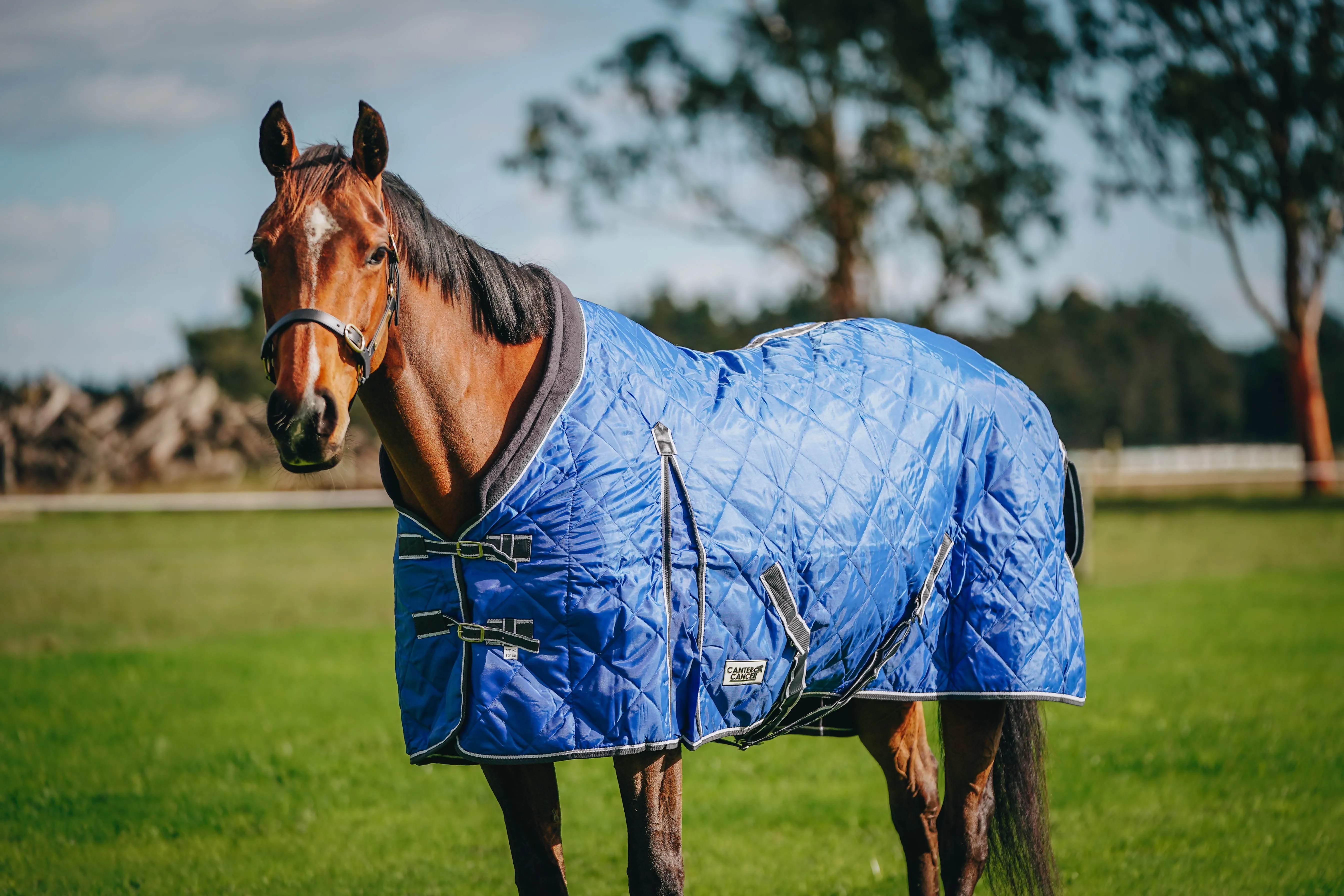 100g Royal Blue Quilted Doona (Pony)