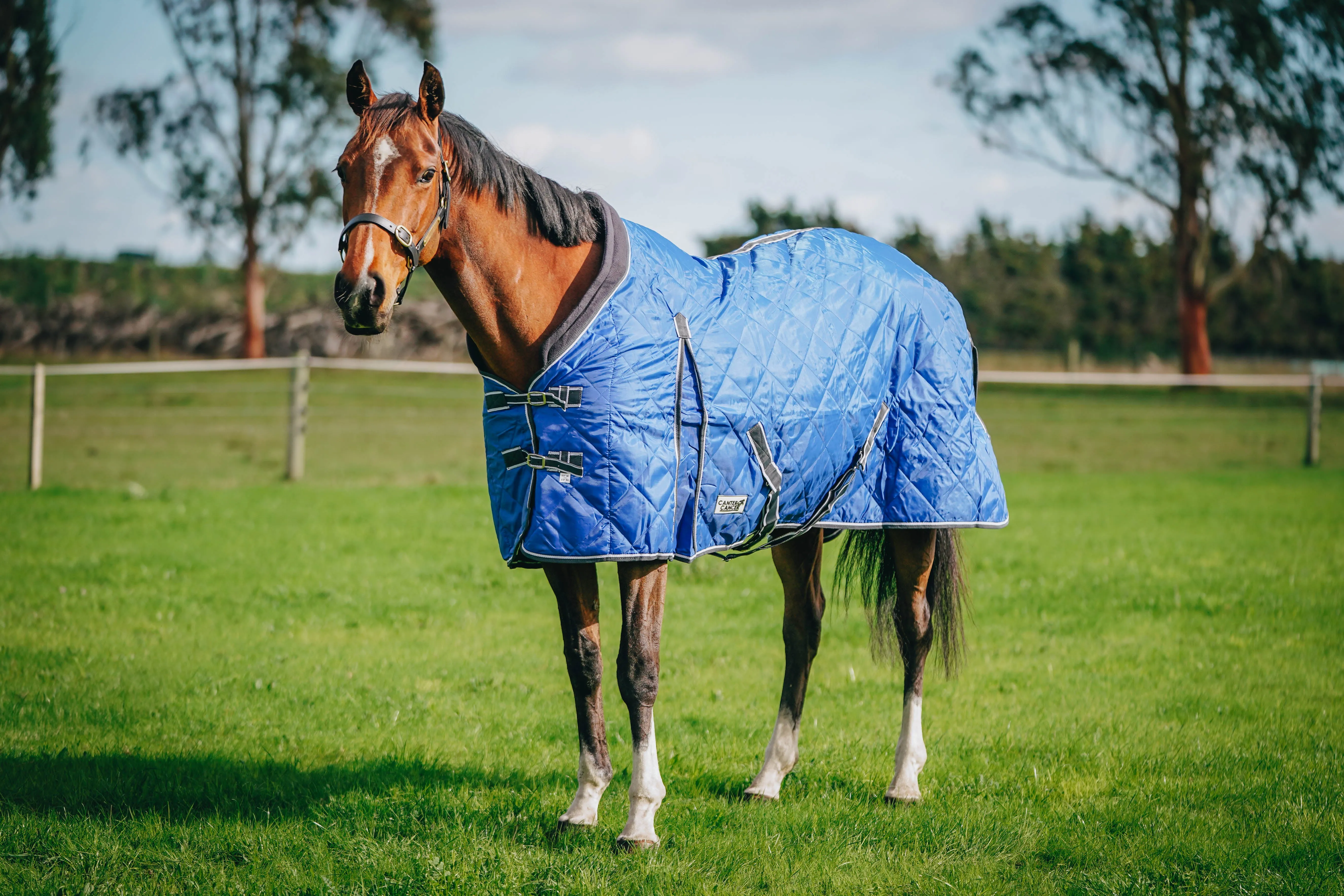 100g Royal Blue Quilted Doona (Pony)
