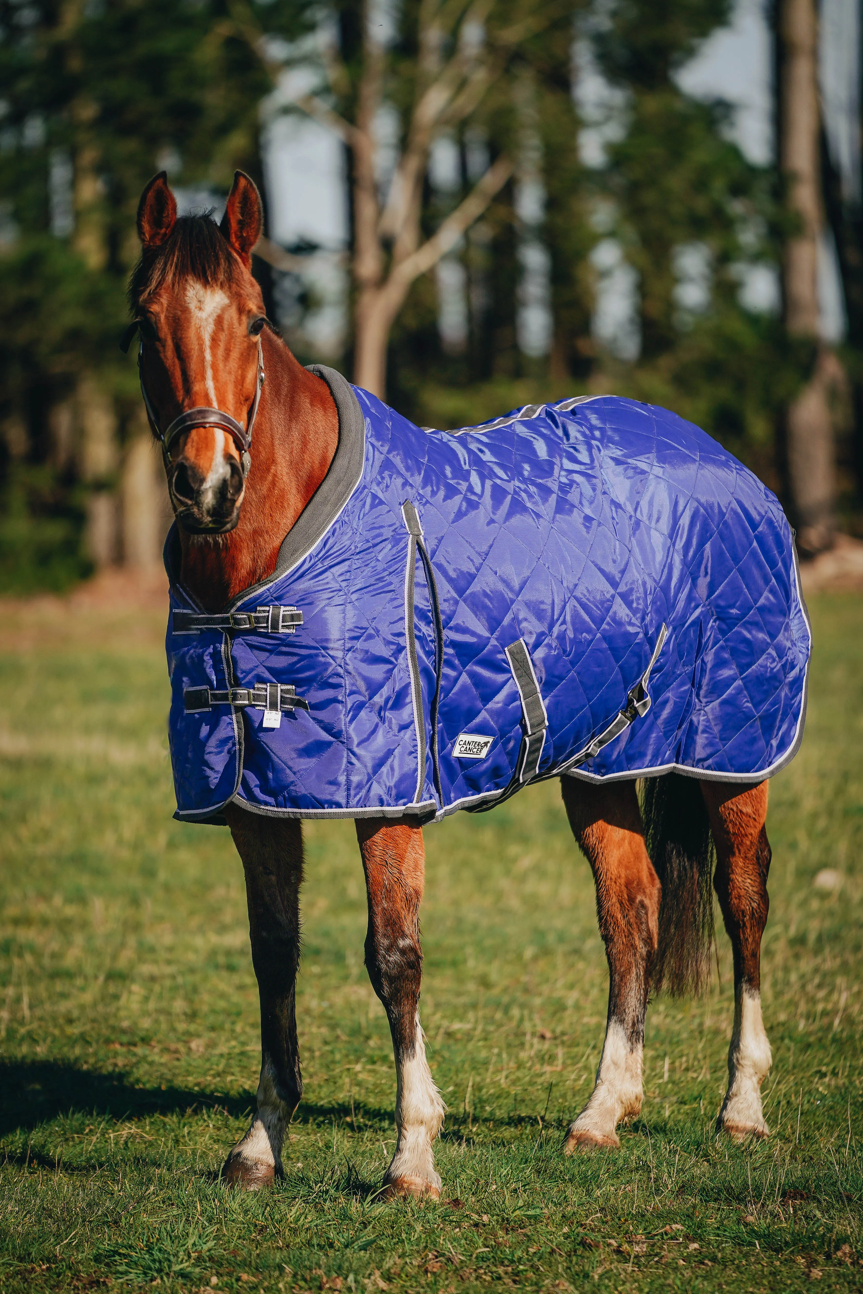 100g Royal Blue Quilted Doona (Pony)