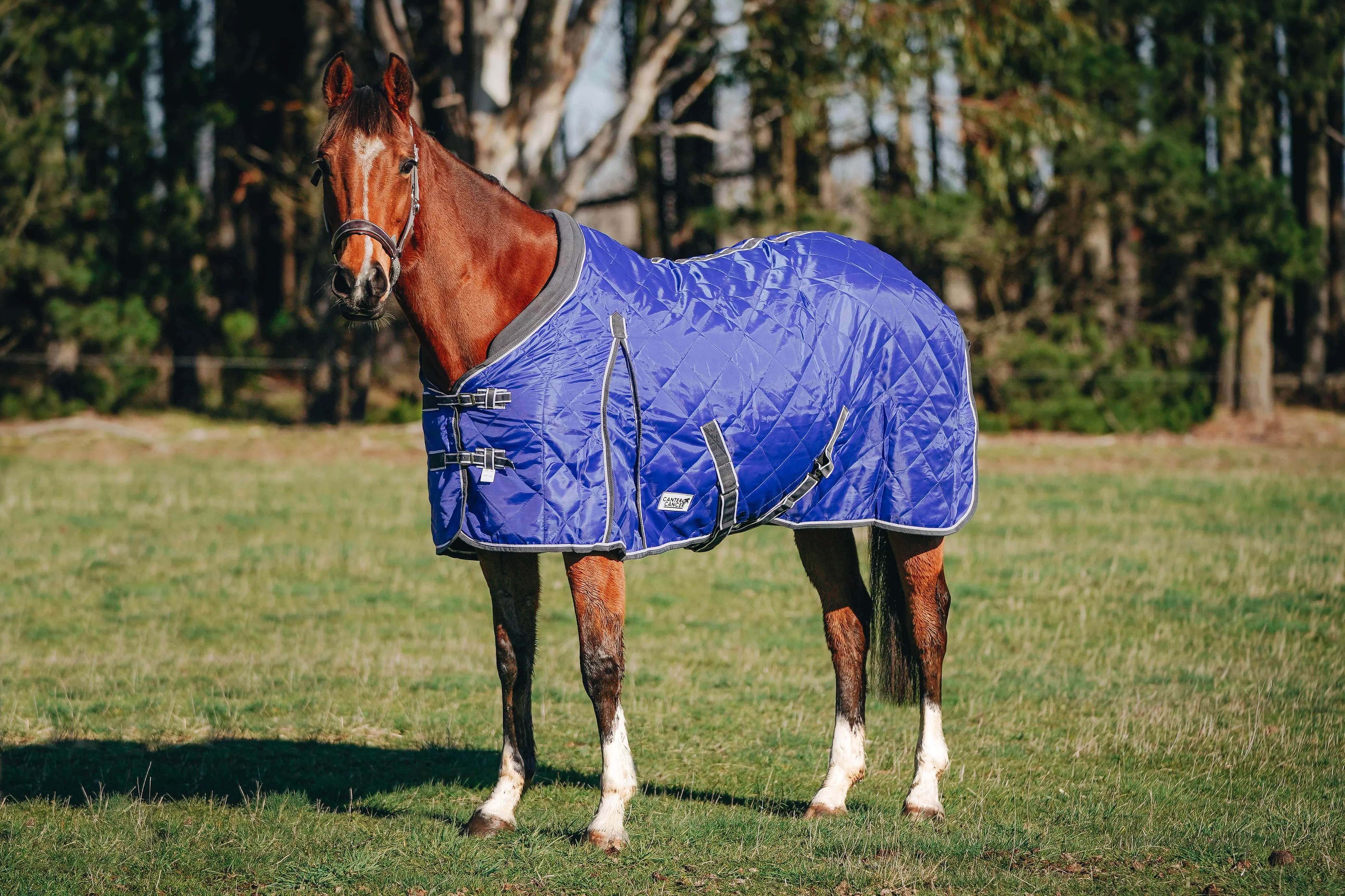 100g Royal Blue Quilted Doona (Pony)