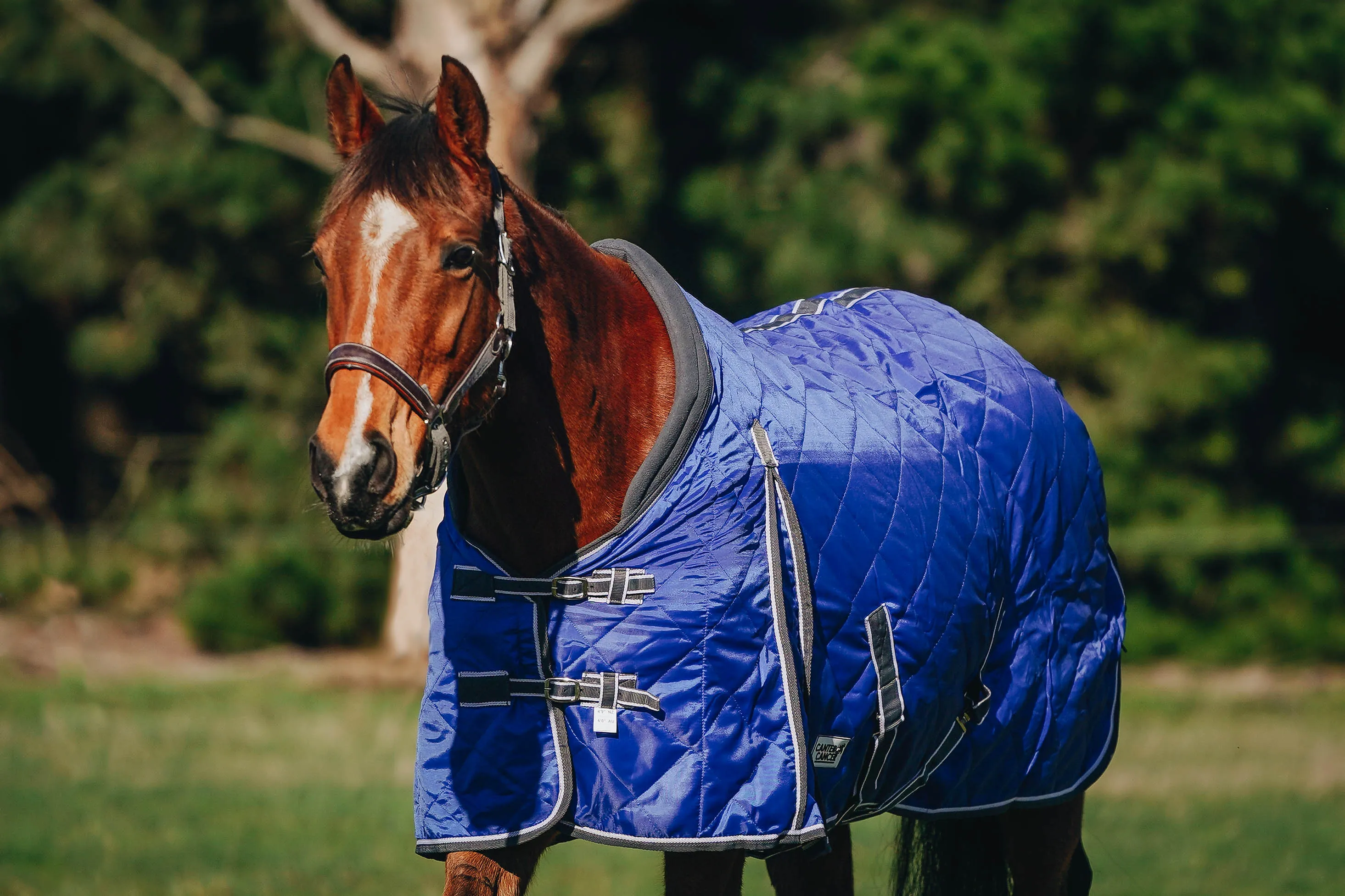 100g Royal Blue Quilted Doona (Pony)